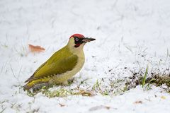 Bei der Futtersuche im Schnee...