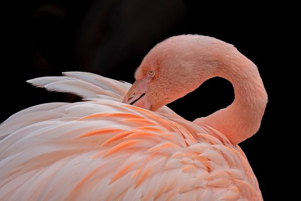 Bei der Gefiederpflege