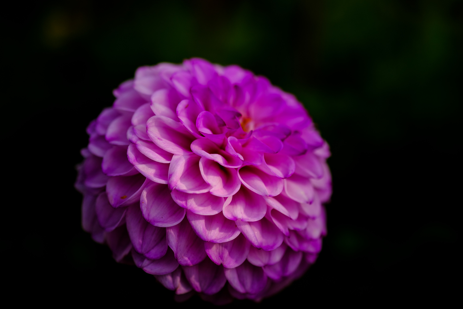 Bei der Gräfin im Garten