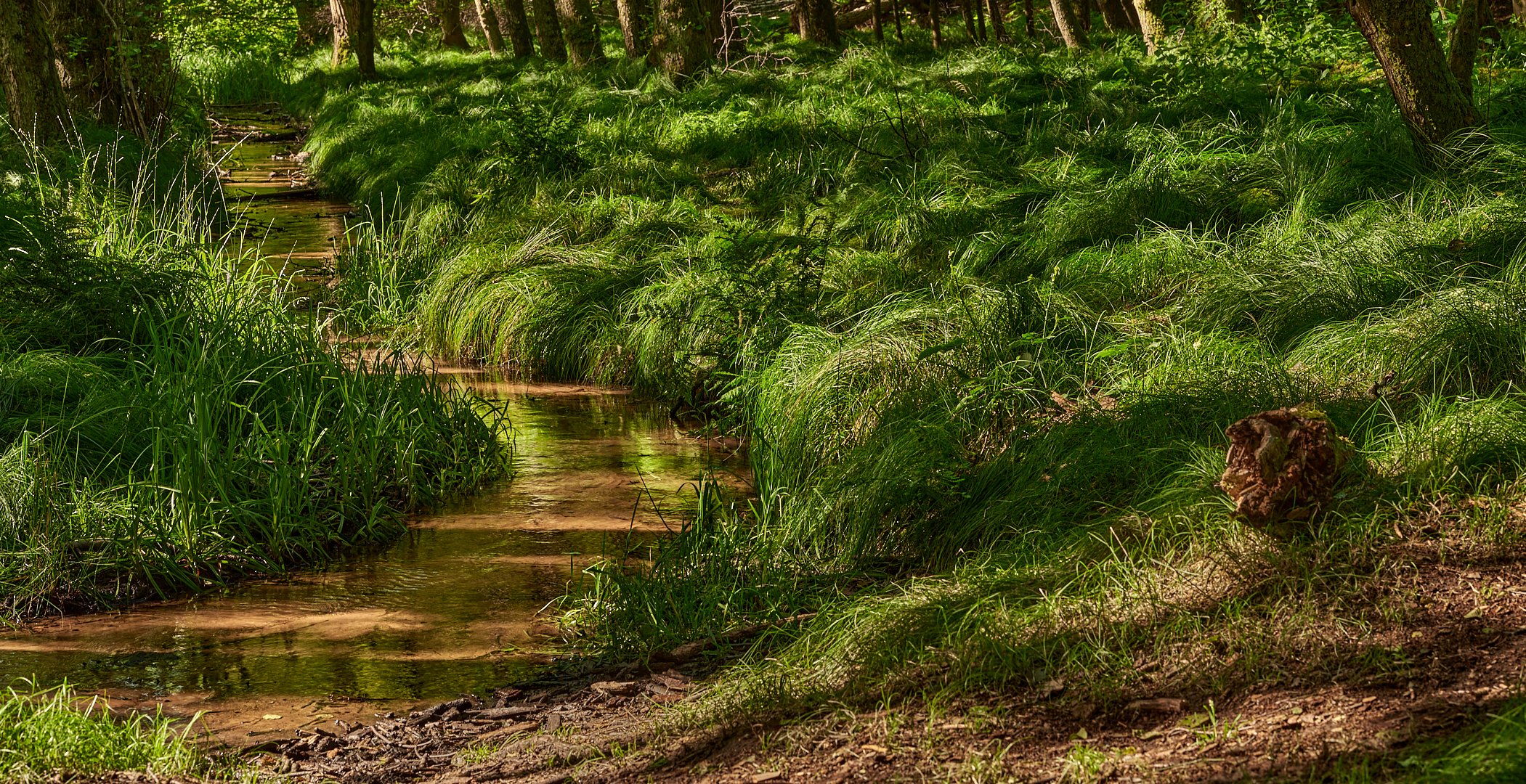 Bei der Hitze hilft nur eins, ab in den kühlen Wald.