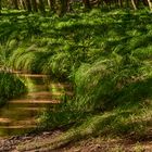 Bei der Hitze hilft nur eins, ab in den kühlen Wald.