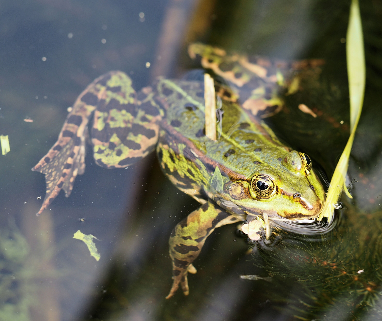 Bei der Hitze muss man im Wasser liegen … 