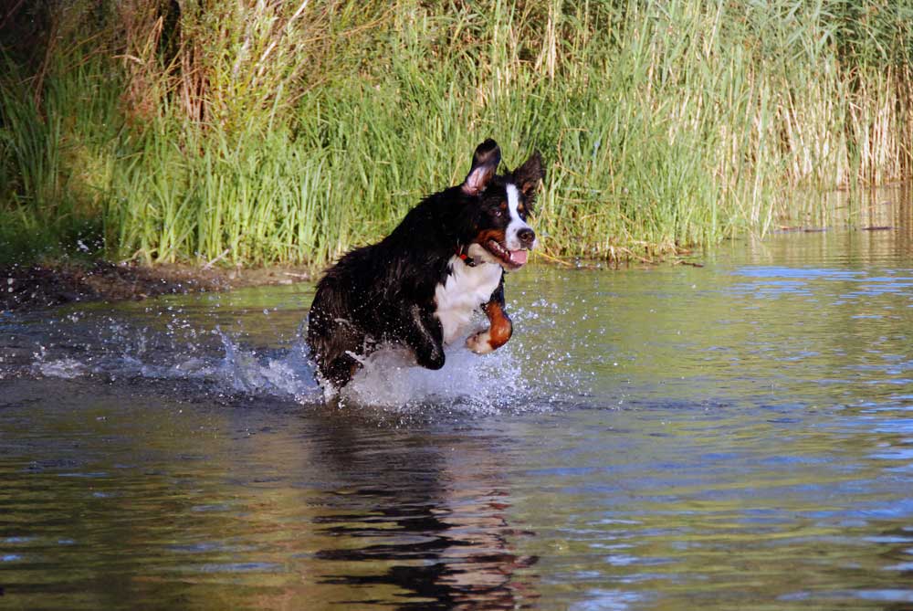 Bei der Hitze wird aus einem Berner Sennenhund doch ein Seehund