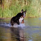 Bei der Hitze wird aus einem Berner Sennenhund doch ein Seehund