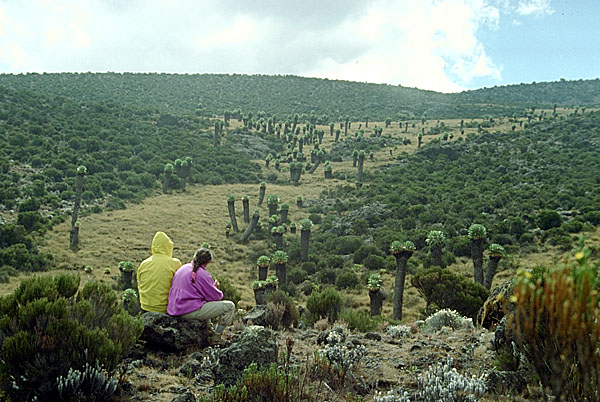 Bei der Horombo-Hütte