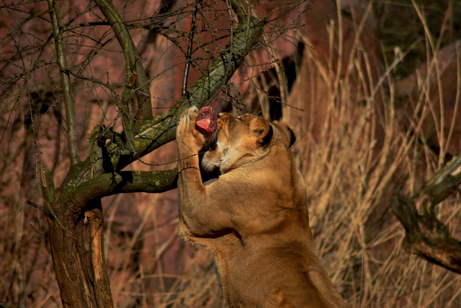 Bei der Jagd