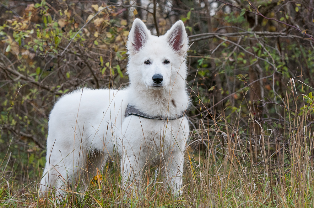 bei der Jagd - das war einmal -