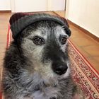 Bei der Kälte geht Hund mit Mütze !