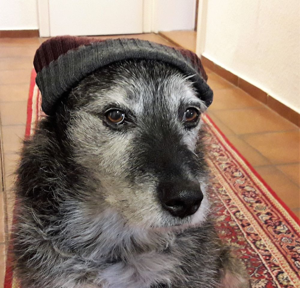 Bei der Kälte geht Hund mit Mütze !