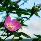 Bei der Keltenwelt am Glauberg blühen Heckenrosen in der Abendstimmung