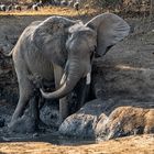 Bei der Körperpflege, Mana Pools NP, 2019.09.19