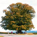 Bei der Linner Linde - Schweiz