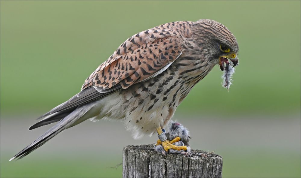 Bei der Mahlzeit