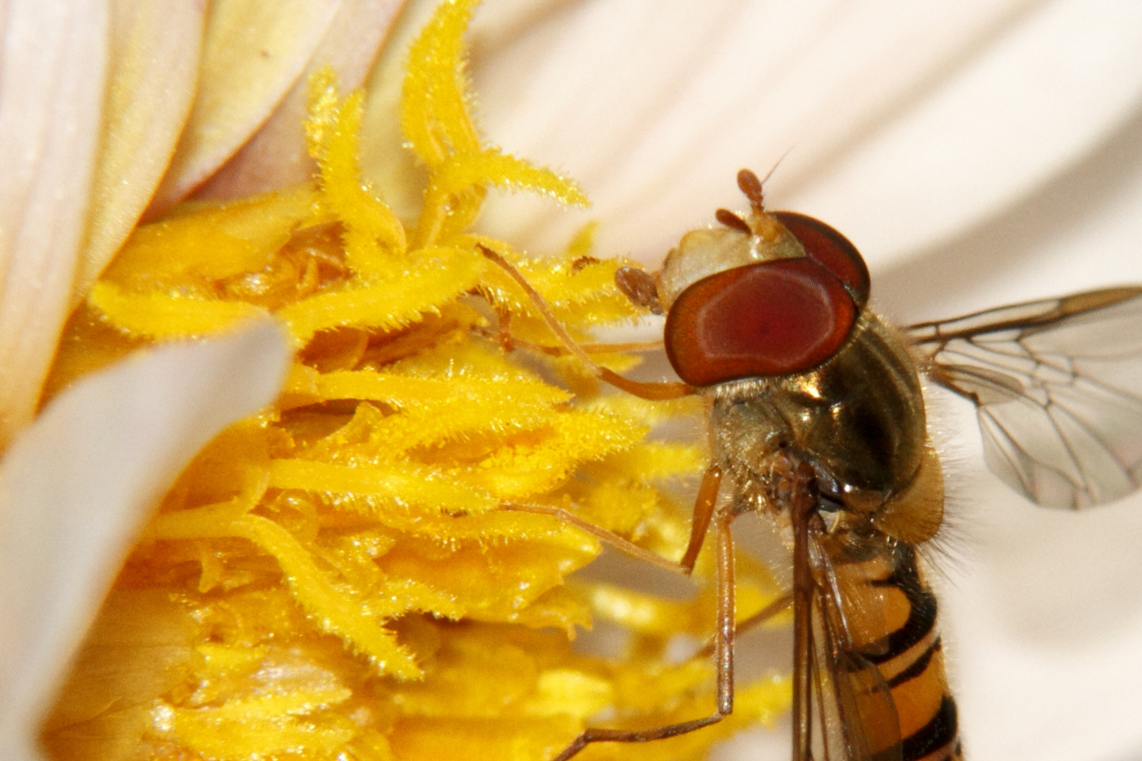 Bei der Mahlzeit in der Blüte