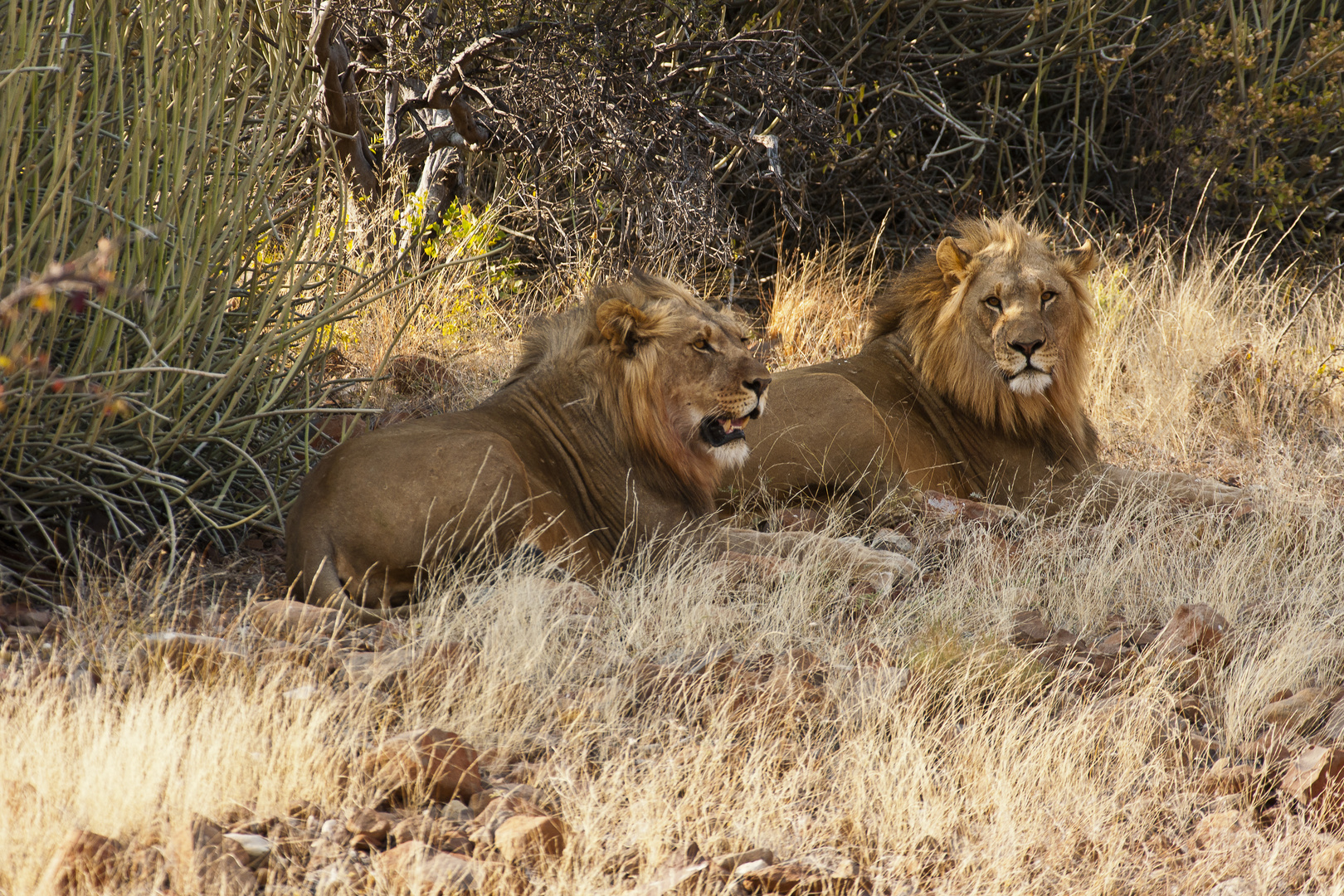 Bei der Mittagspause gestört, Namibia 2011