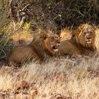 Bei der Mittagspause gestört, Namibia 2011