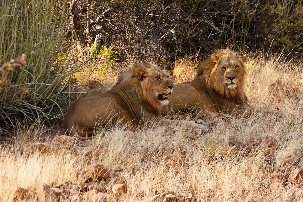 Bei der Mittagspause gestört, Namibia 2011