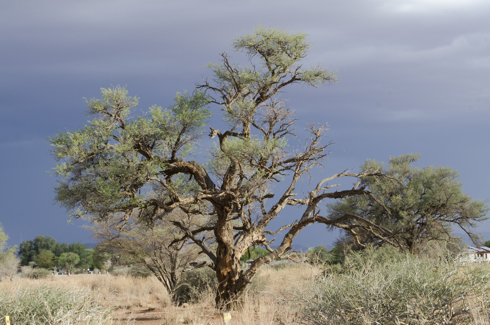 Bei der Namib Desert Lodge, Namibia