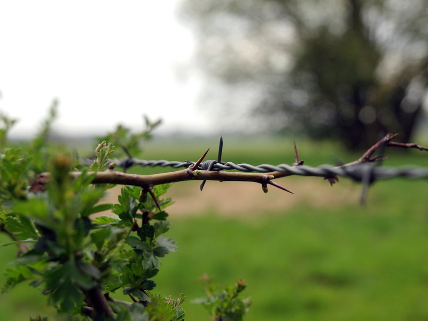 bei der Natur abgeschaut