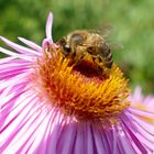 Bei der Nektarsuche auf der Aster