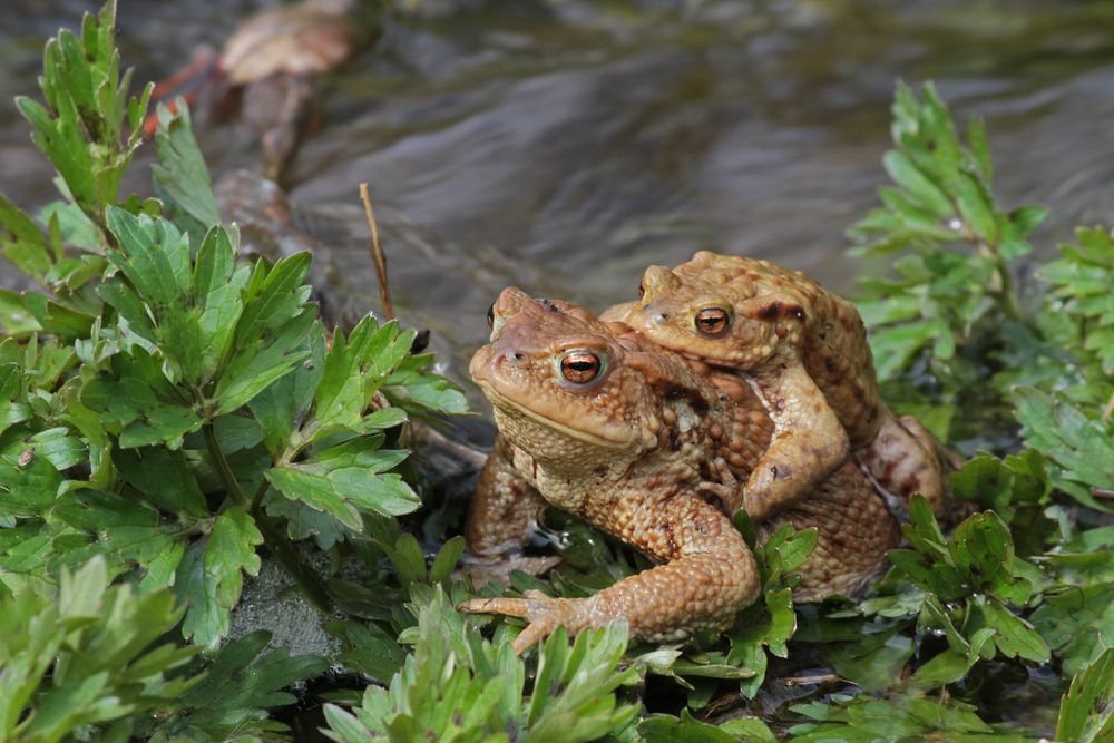 bei der Paarung..... Foto & Bild tiere, wildlife, wasser Bilder auf bei der Paarung..... Foto & Bild tiere, wildlife, wasser Bilder auf