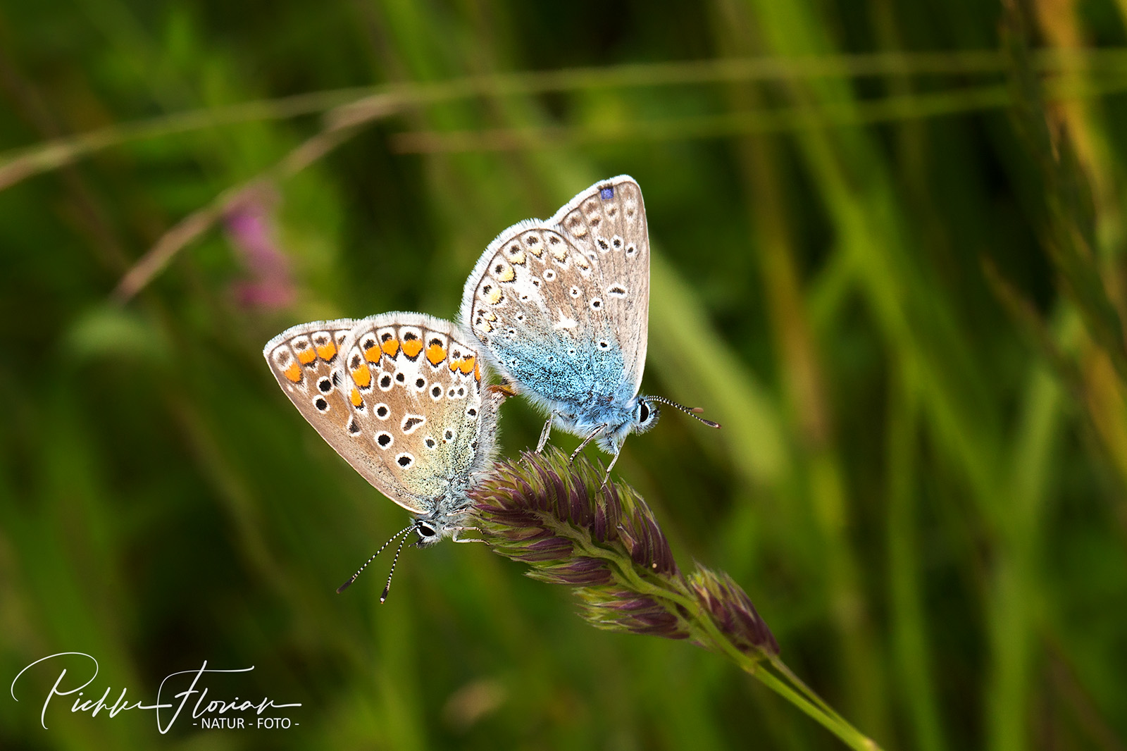 bei der Paarung Foto & Bild  tiere, wildlife, schmetterlinge Bilder
