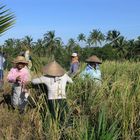 Bei der Reisernte auf Bali