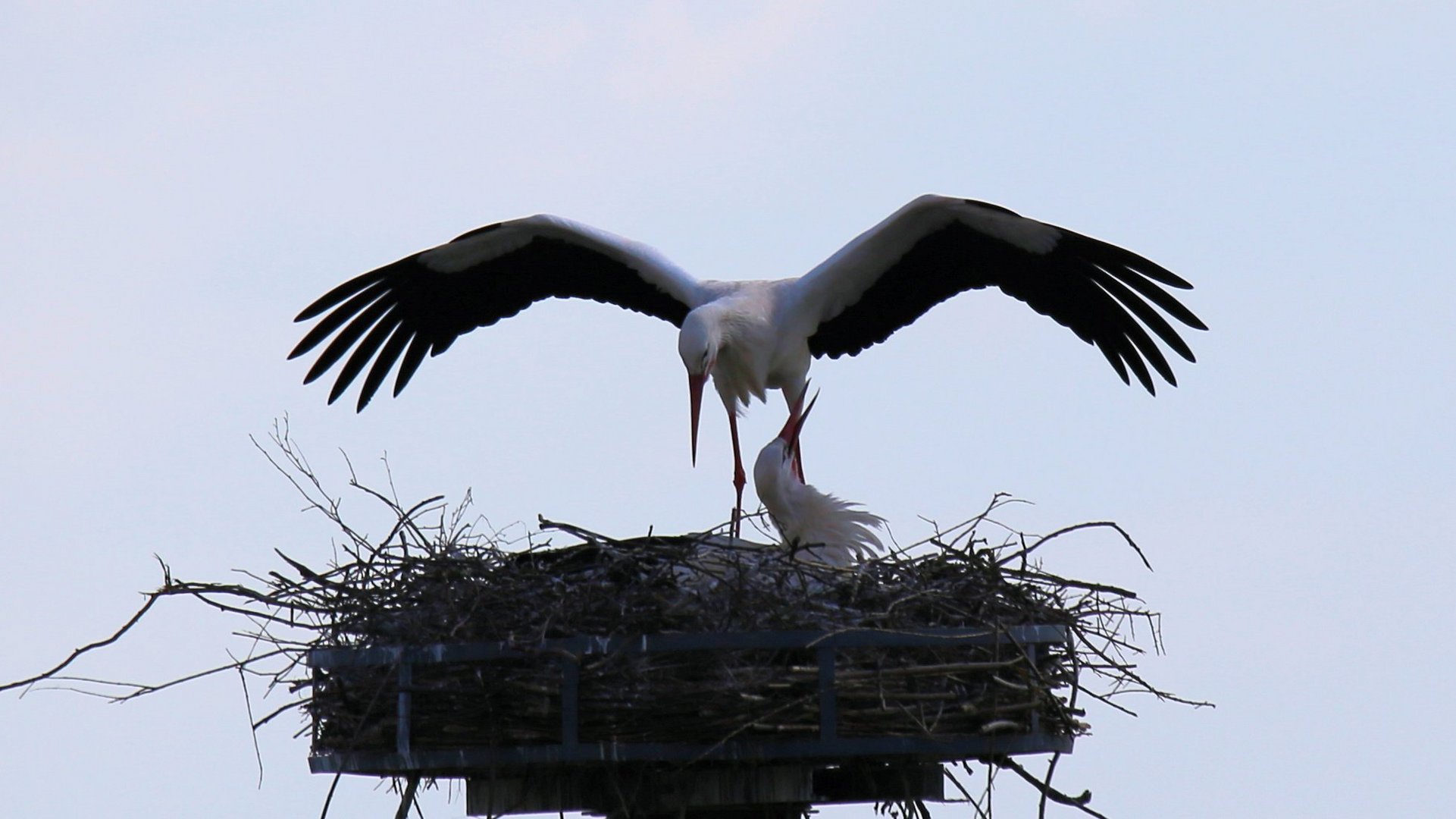 Bei der Rückkehr ins Nest..