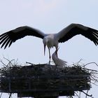 Bei der Rückkehr ins Nest..