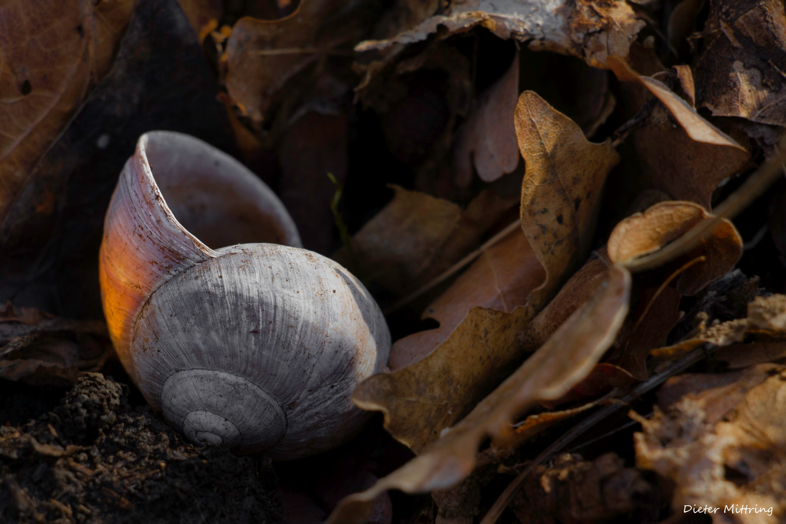 "Bei der Schnecke brennt noch Licht"