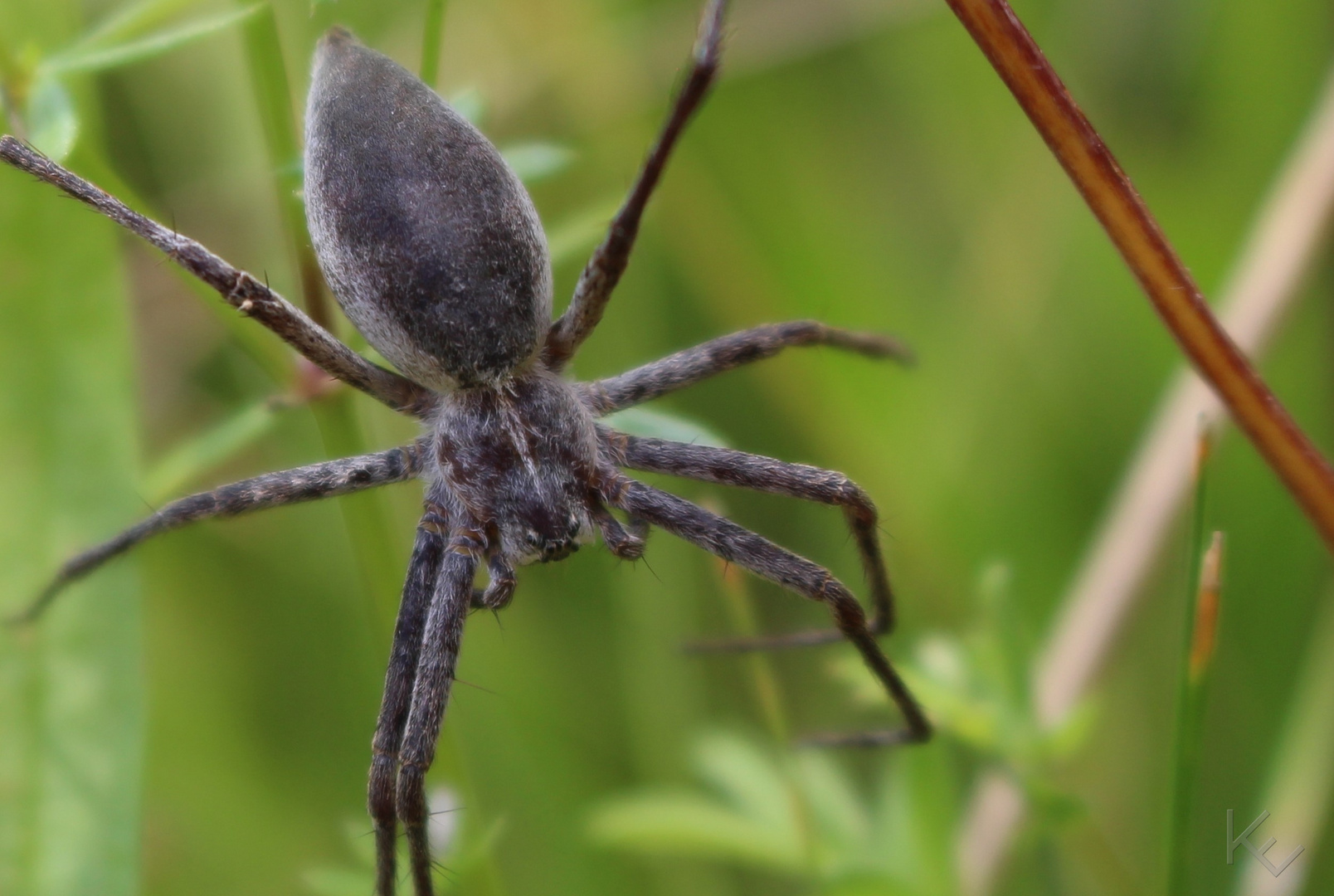 bei der Teufelshöhle 004 - Listspinne (Pisaura mirabilis)