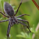 bei der Teufelshöhle 004 - Listspinne (Pisaura mirabilis)