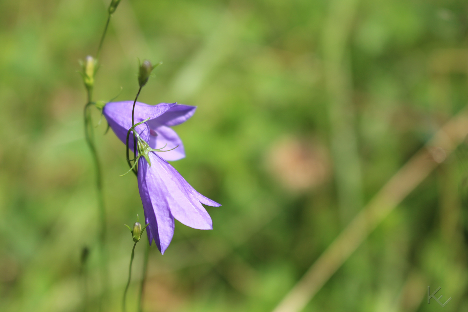 bei der Teufelshöhle - Glockenblume