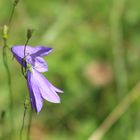 bei der Teufelshöhle - Glockenblume