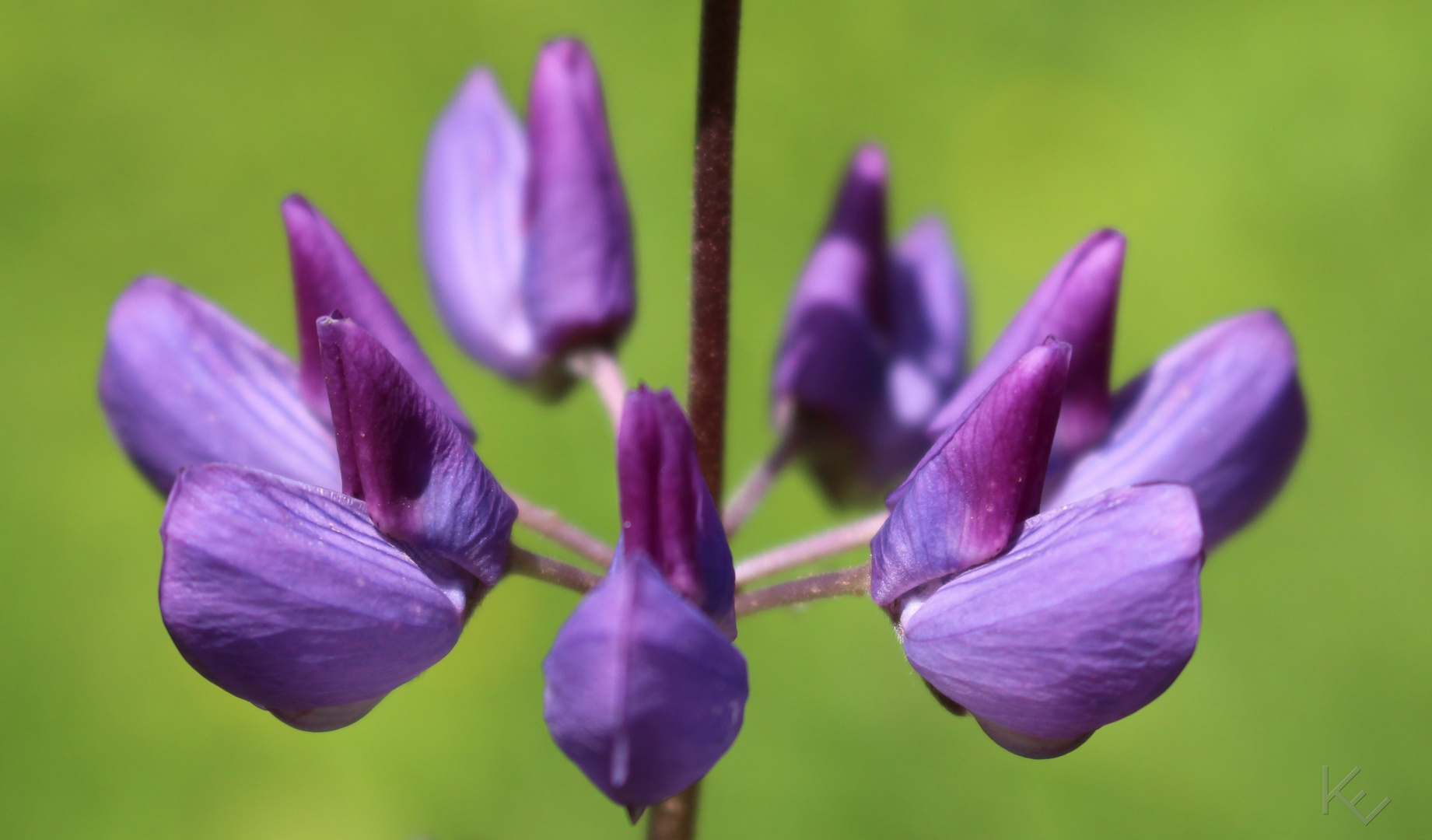 bei der Teufelshöhle - Lupine