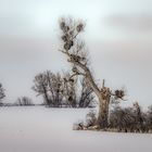 Bei der Wahl zum Weihnachtsbaum durchgefallen