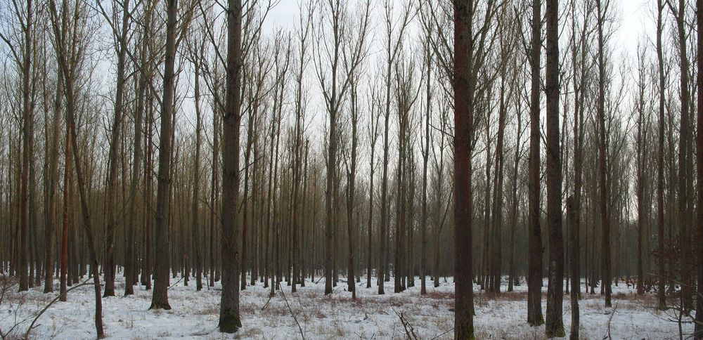 bei der Wahrenberger Fähre im Winter