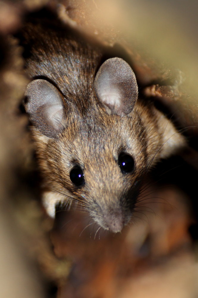 Bei der Waldmaus zuhause   (Apodemus sylvaticus)