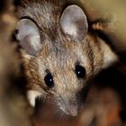 Bei der Waldmaus zuhause   (Apodemus sylvaticus)