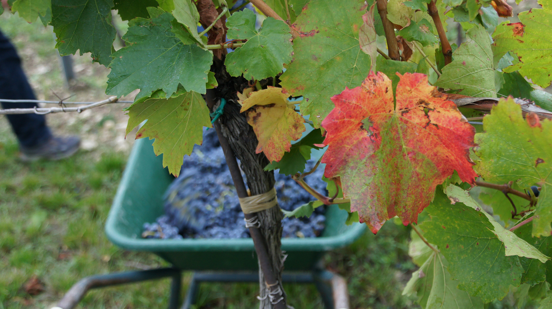 bei der Weinlese