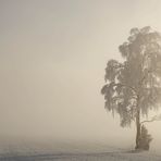 Bei diesem Baum...