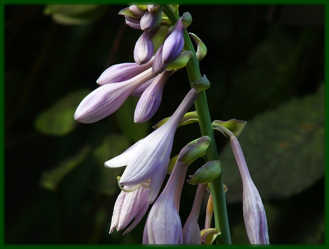 Bei diesem Dauerregen ist selbst die Hosta traurig