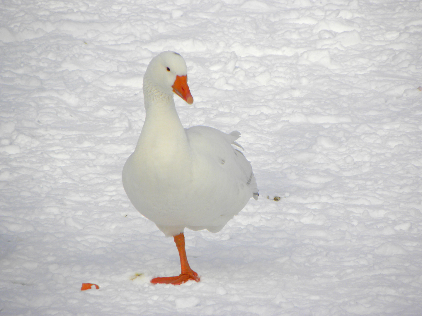 bei diesem Frost sollte man wenigstens einen Fuß warmhalten