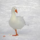 bei diesem Frost sollte man wenigstens einen Fuß warmhalten