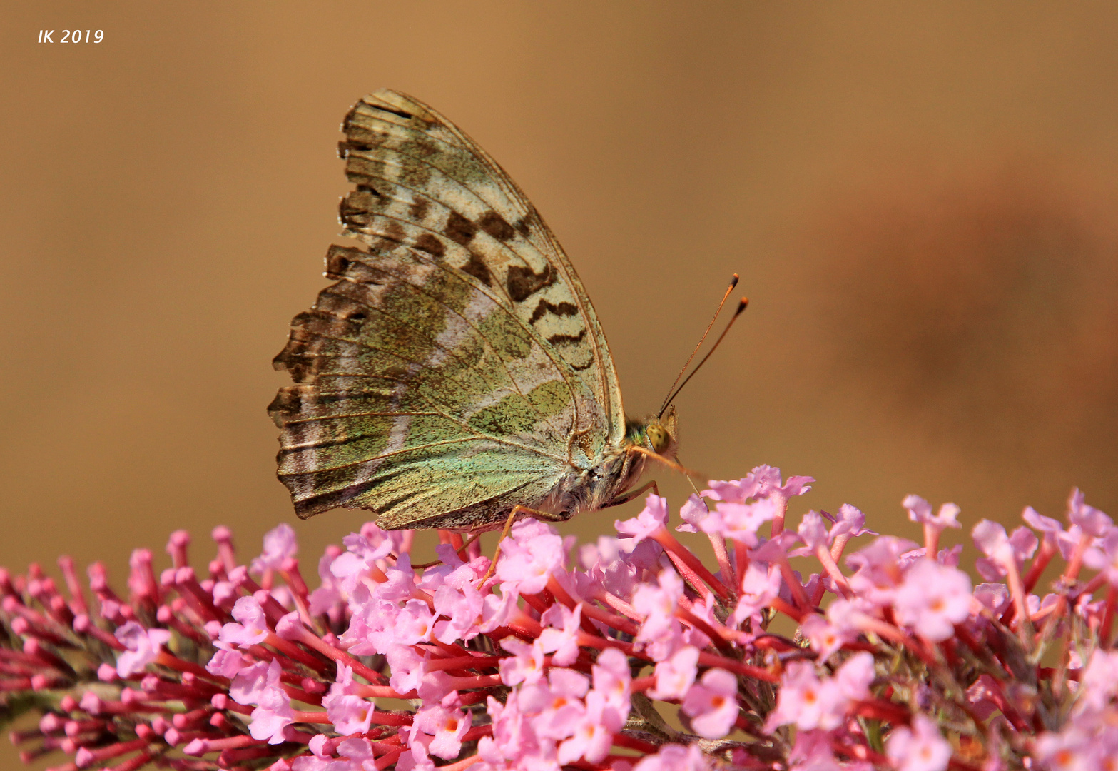 bei diesem Schmetterling.....