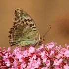 bei diesem Schmetterling.....