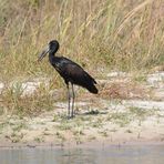 Bei diesem Storch  klafft der Schnabel