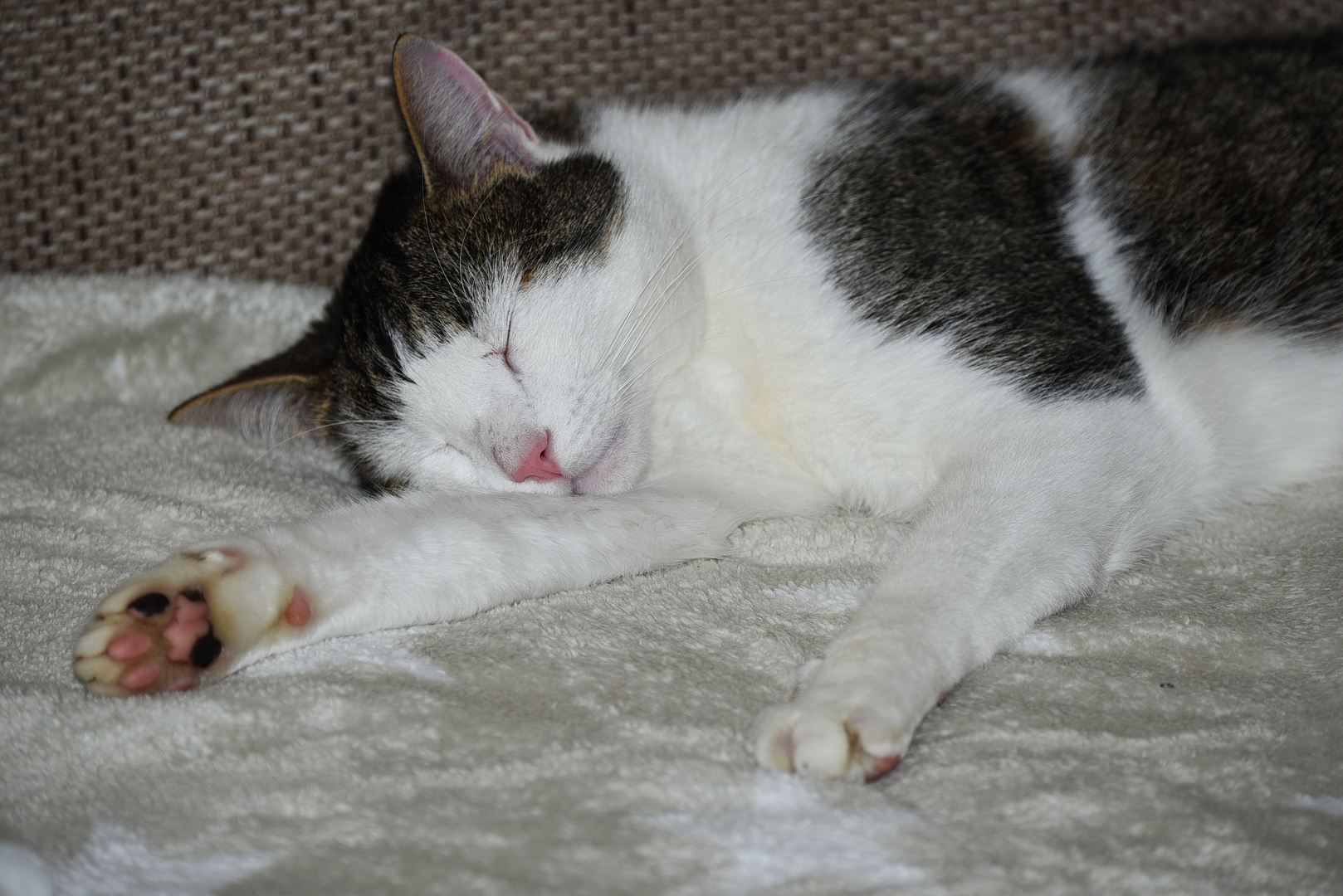 Bei Diesem Wetter Bleib Ich Auf Der Couch Foto Bild Tiere Haustiere Katzen Bilder Auf Fotocommunity