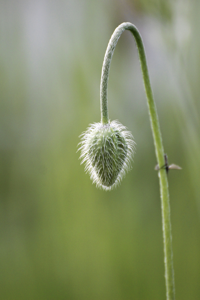 Bei diesem Wetter trägt der Mohn noch Pelz ...