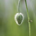 Bei diesem Wetter trägt der Mohn noch Pelz ...